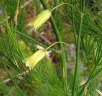 Аспарагус (Зайча сянка) (Asparagus officinalis L.)